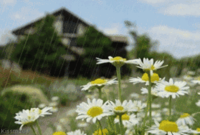 秋雨把我干涸已久的内心打湿 过去的记忆就像雨后春笋一样破土而出 情