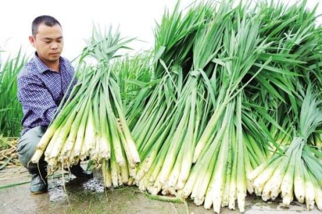 长在农村河里的一种野菜,病菌感染后成美食,没吃过的可惜了