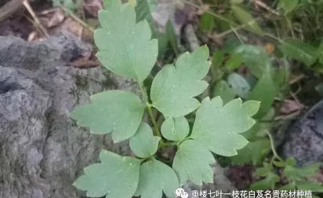 能治癌症和消炎,长在悬崖上的名贵药材,岩黄连的功效与作用