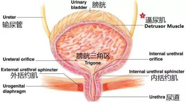 人口增生_疤痕增生图片(2)