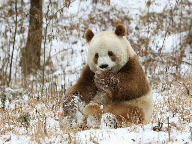 棕色大熊猫数量少 网友:可能是大熊猫与棕熊接触太少!