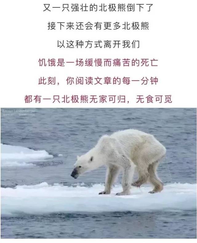 32℃高温下,是谁杀死了那只北极熊?鲨鱼游戏讲解图片