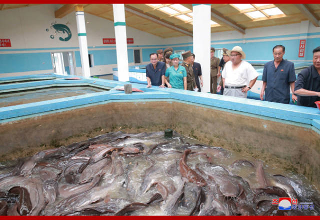金正恩视察朝鲜鲇鱼厂 嘱咐今年要超额完成鲇