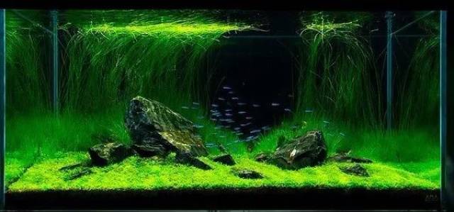 水草缸里养这些鱼,美的不像话