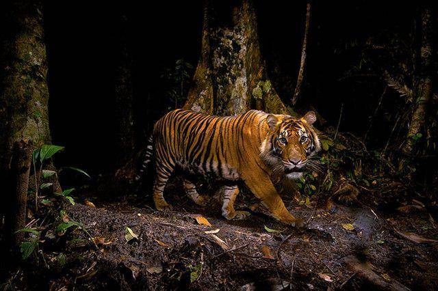 世界上最霸道的老虎,用尿液界定自己的势力范围,还是难逃一劫