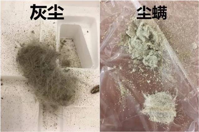 从肉眼就可以从颜色分辨灰尘和尘螨的区别,真的不是灰,而是螨虫尸体