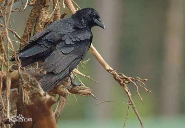 你知道乌鸦悖论吗?