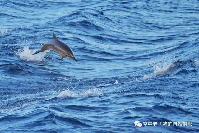 奔赴马尔代夫,寻觅大海的精灵---长吻原海豚