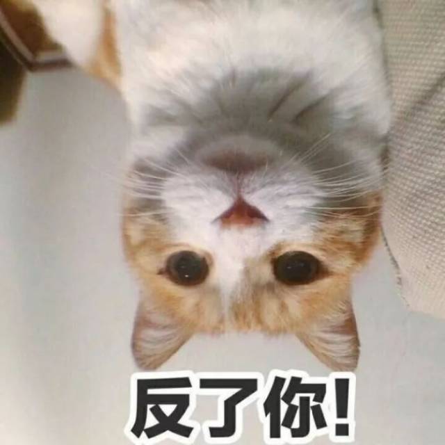 猫咪搞笑图