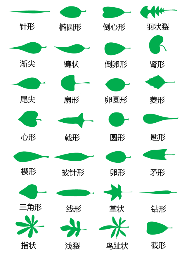 史上超全的植物形态术语系列图片