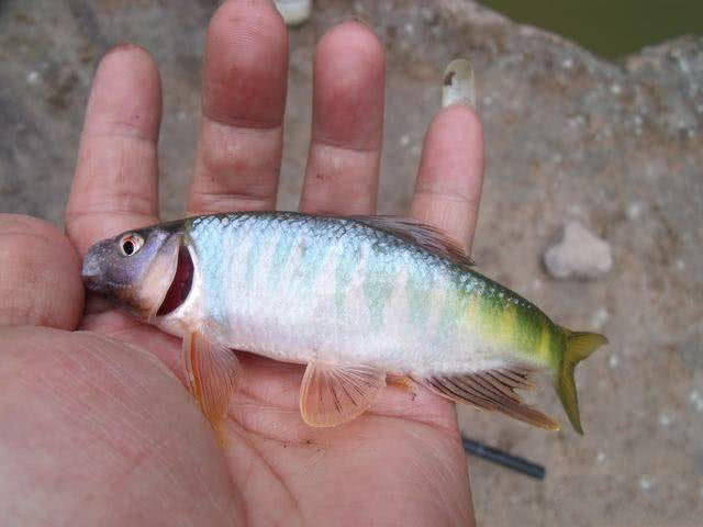 四川很多地方叫它车车竿，专钓溪流里的马口鱼