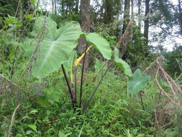 这种野草野生的数量很少, 基本都是人工种植, 所以看到请珍惜