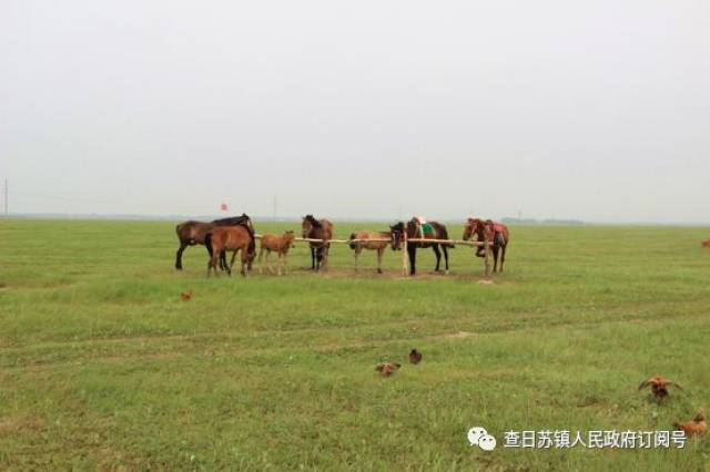 浩坦生态草原旅游景区,村集体经济托起农牧民的"致富梦"!