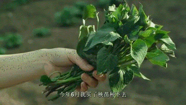 小森林