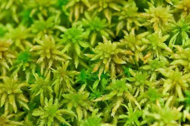 泥炭藓 sphagnum sp.