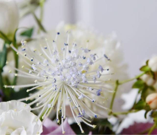 翠珠花的花语是祝你幸福,无言的爱,是赠予新婚燕尔 或赠予朋友幸福