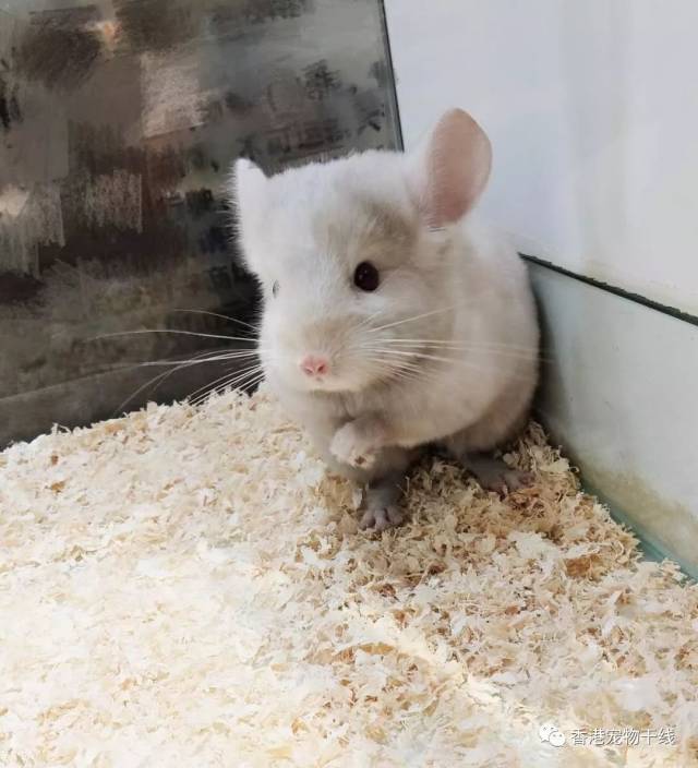 龙猫腹泻怎么办?