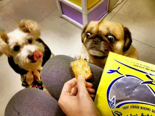 宠物狗挑食的原因及解决办法