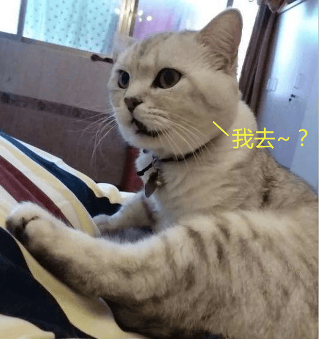 猫咪:"简直难以置信,这股味儿怎么这么上头~?