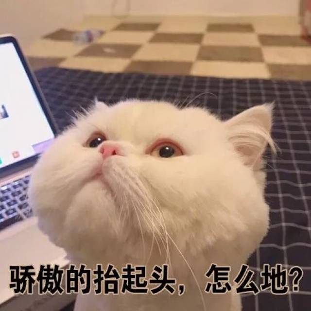 壁纸/头像 超可爱搞笑猫咪表情包