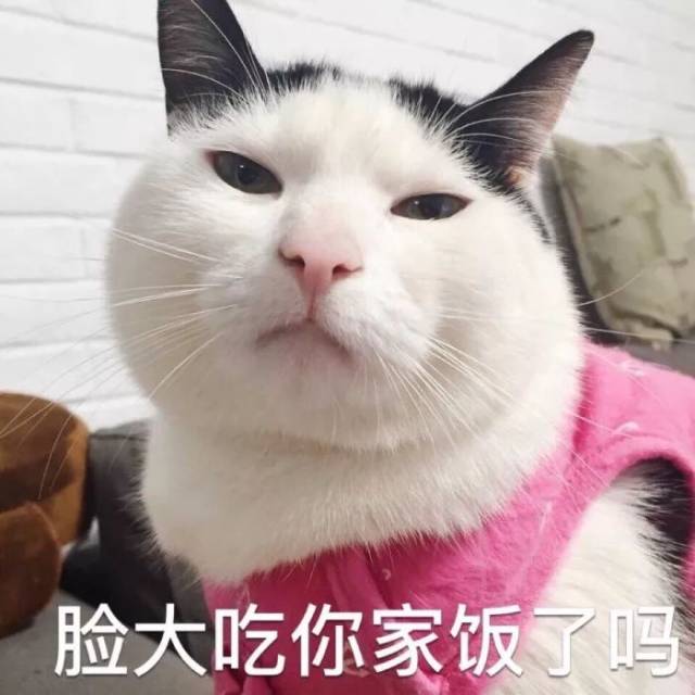 壁纸/头像 超可爱搞笑猫咪表情包