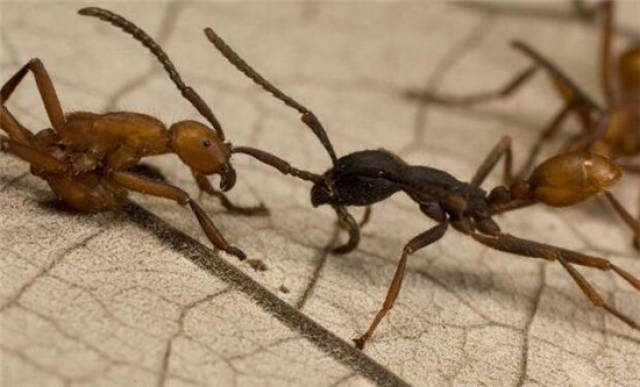 现实世界中真的有食人蚁吗,它们有多恐怖?