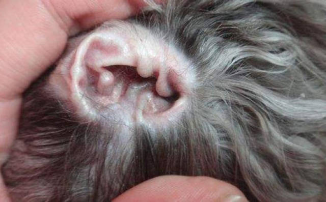 狗狗耳螨图片