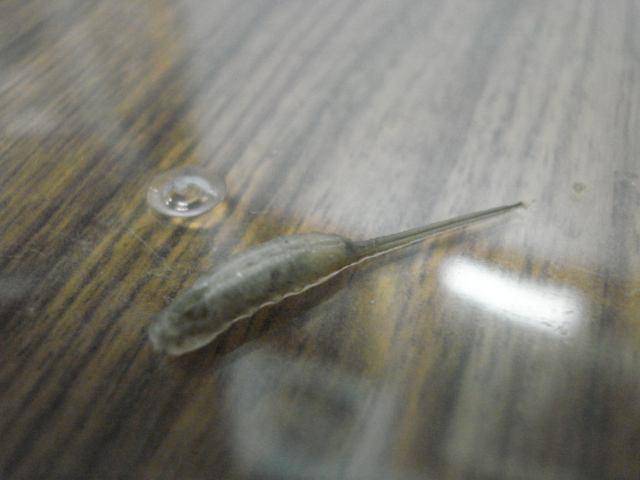 女子家中发现一条巨大棒状不明生物在蠕动,网友大呼太恶心
