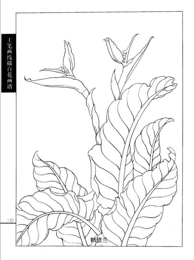 正版百花画谱:春夏篇