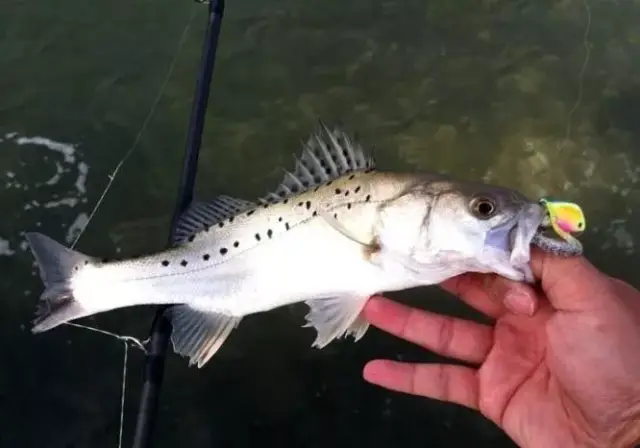 鱼: 我只说我中过的:黑头(最常见),小黄鱼,寨花(一年生海鲈鱼),压塌鱼