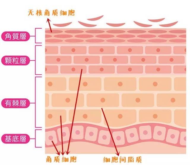 修复皮肤屏障受损,能想到的办法都在这里了