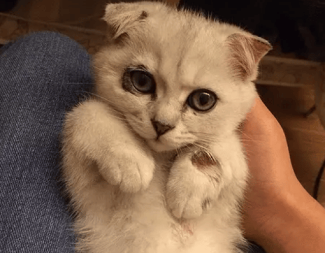 凡士林擦猫咪泪痕原理