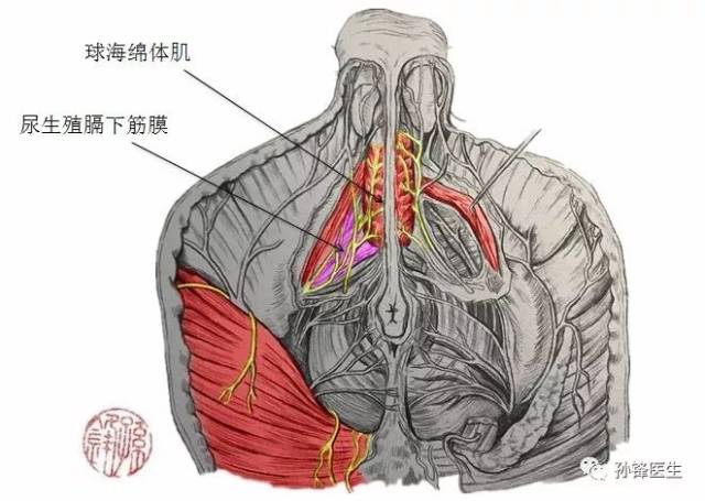 尿道海绵体后端(尿道球)在正中线上贴附于 尿生殖膈下筋膜的下表面