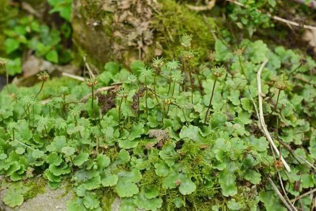 地钱 marchantia polymorpha,群体