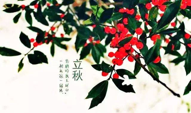 �紵һƬҶ�������Ѿ����������������