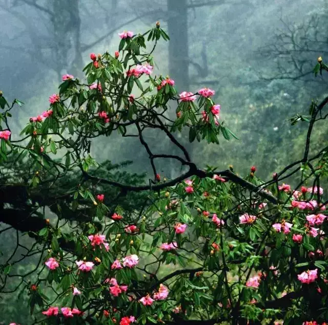 被称为"中国鸽子花故乡","世界杜鹃花王国"的瓦屋山,花海是大大的有.