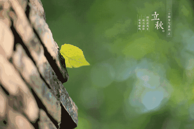 今日立秋凉风起秋天伊始