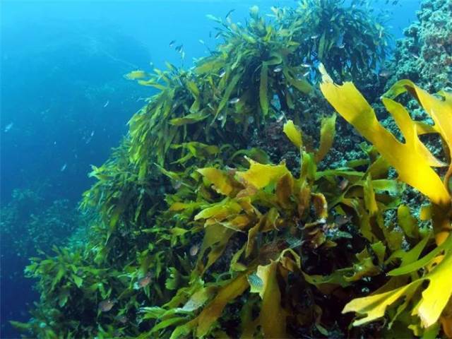 为海洋世界的繁荣添砖加瓦 海藻不光是海洋中的守护者 同时,它们还为