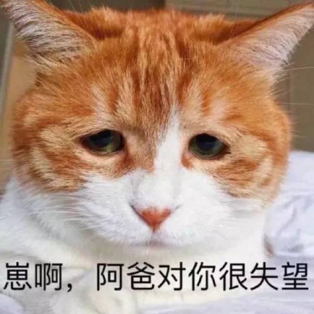 壁纸/头像 | 超可爱搞笑猫咪表情包