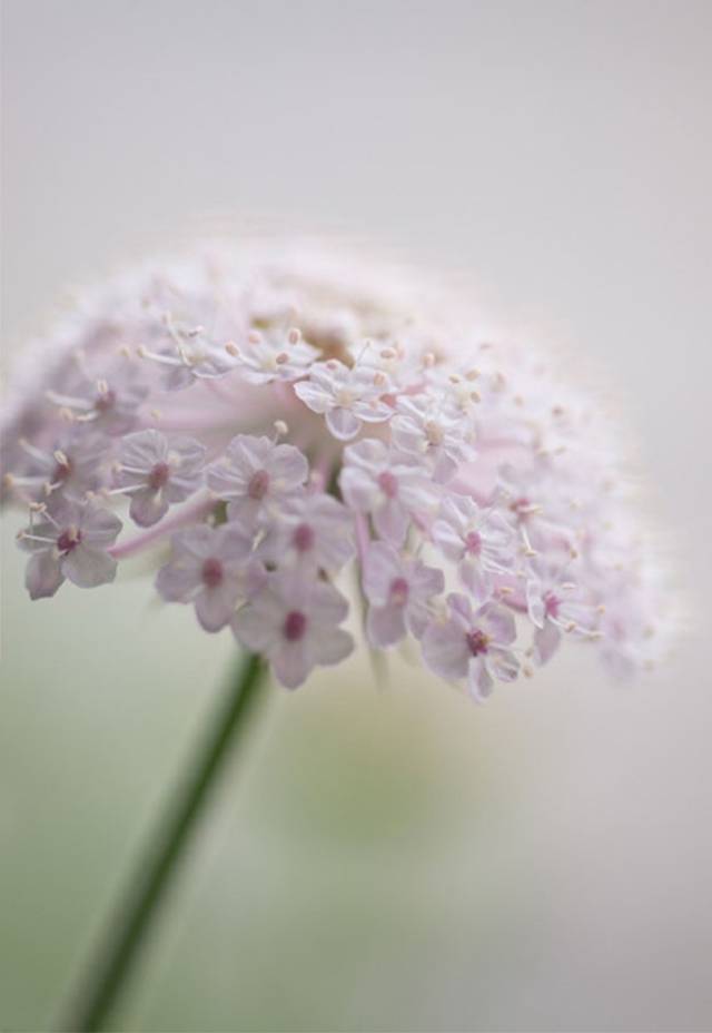 翠珠花的花语是祝你幸福,无言的爱,是赠予新婚燕尔 或赠予朋友幸福