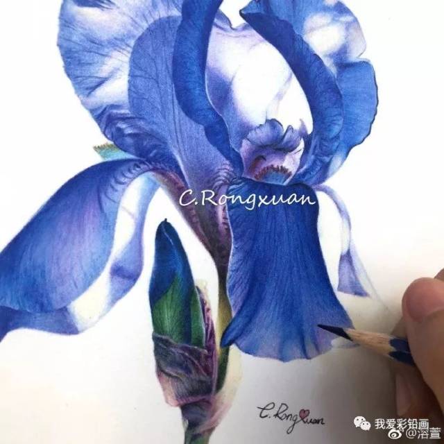 夏日阳光——鸢尾花,彩铅手绘