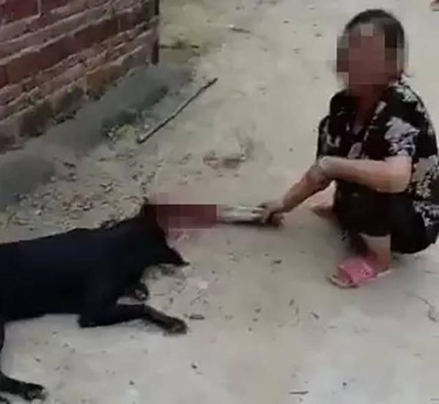 而那条恶犬已经被家属在救人时打死了.