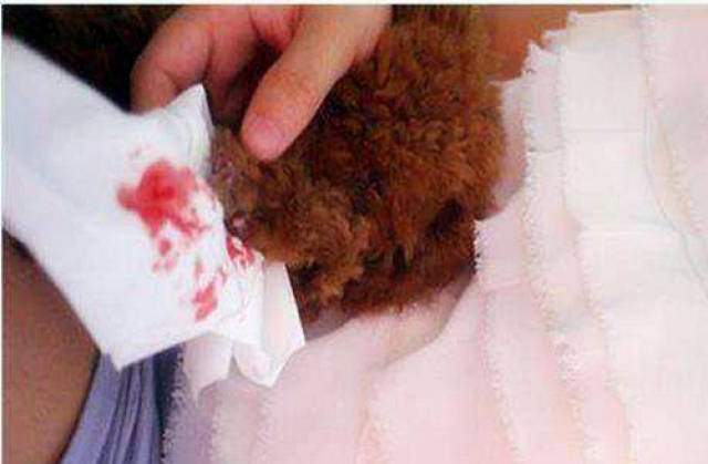 【个人养狗经验分享】怎么给两个月狗狗剪指甲