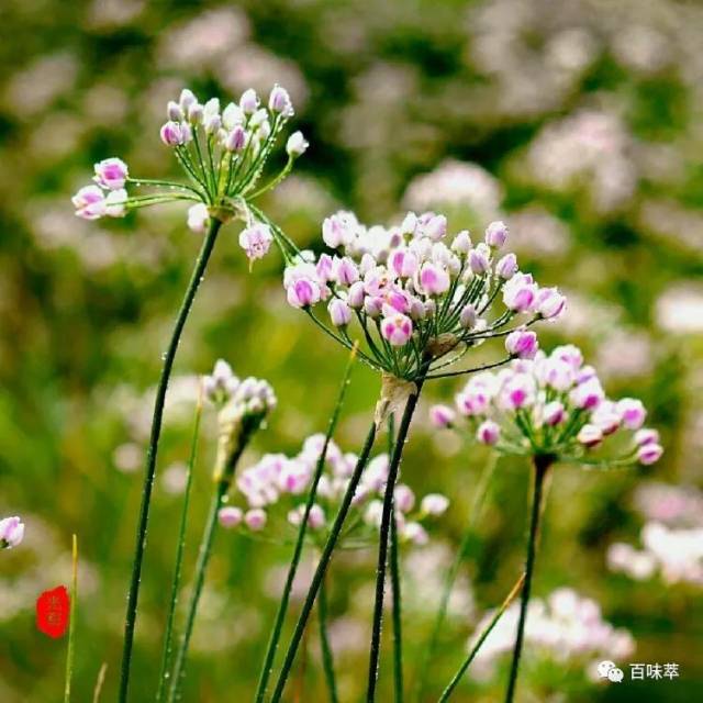 反哺山野 · 百味萃丨麻麻花 · 山葱花 · 野韭花欣赏