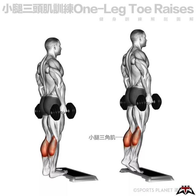 锻炼部位:小腿三头肌 不知道这些部位在哪 肌肉分布图来对对 拿起