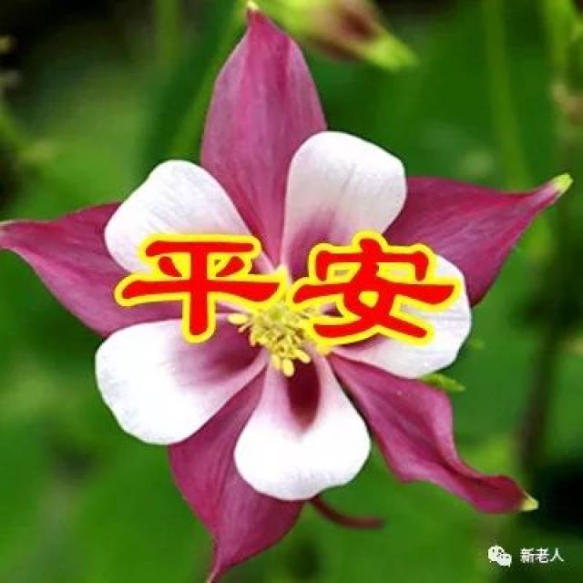 一朵幸福花,幸幸福福