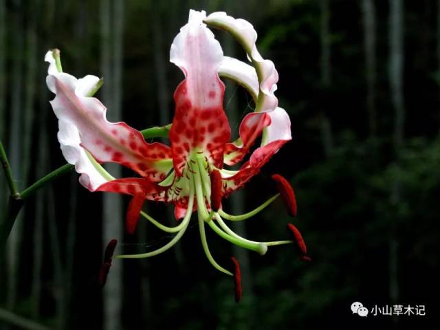网红美花药百合的智慧和奥妙