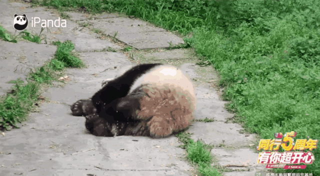 熊魔熊样 | 如果我突然打了个喷嚏,那一定就是你在想我