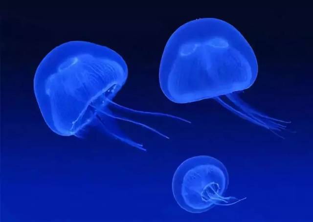侧腕水母生活在海水中靠近水面的地方,因而常被海水冲到岸边.