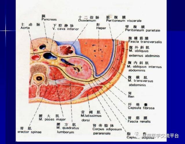 第二讲-项背部肌肉应用解剖(图文)